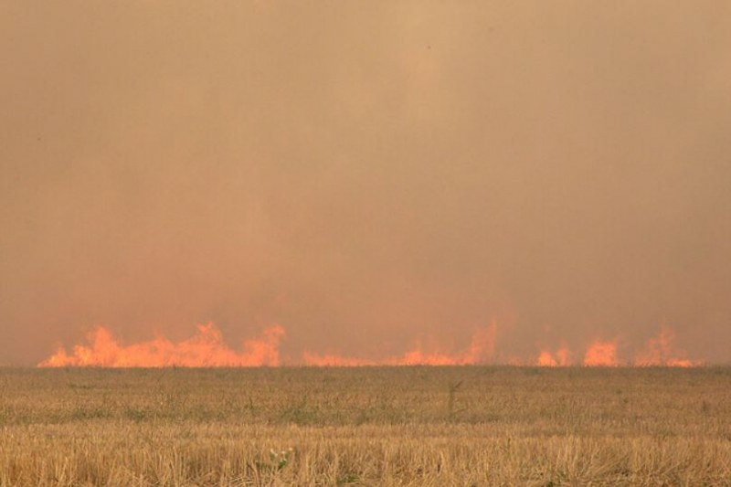 Пожарникари спасиха 250 декара с неожъната пшеница