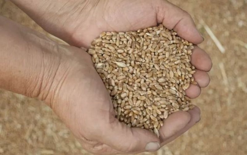Постигнато е споразумение за износ на украинско зърно