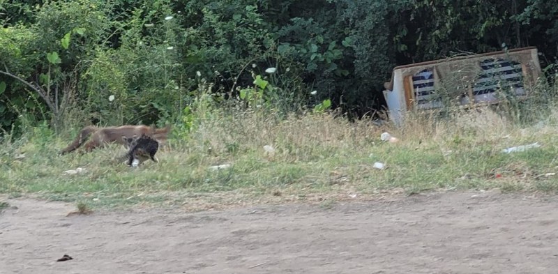 Котка и лисица спретнаха сблъсък във Варна СНИМКИ