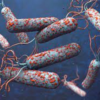 Откриването на бактерия която е предизвикала развитието на холера у