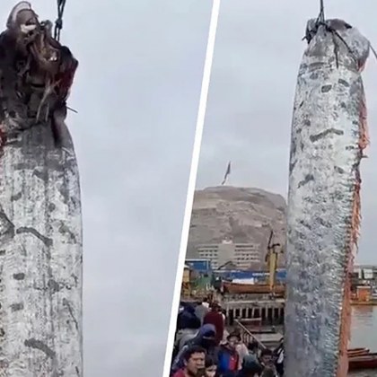 В Чили местни рибари уловиха гигантска риба наречена крал на