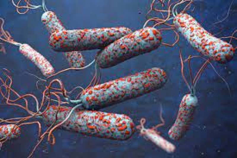 Откриването на бактерия, която е предизвикала развитието на холера у