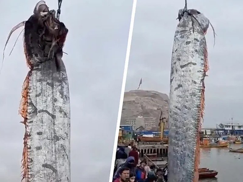 В Чили местни рибари уловиха гигантска риба, наречена крал на