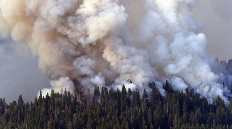 Борова гора изгоря заради неизгасено барбекю СНИМКА