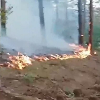 Пожар пламна в гора край кюстендилското село Ветрен Огънят е