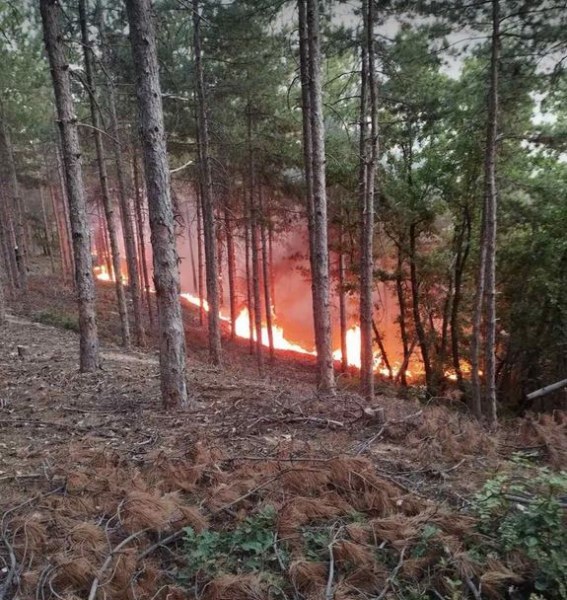 Хеликоптер се включи в гасенето на пожара край Пазарджик