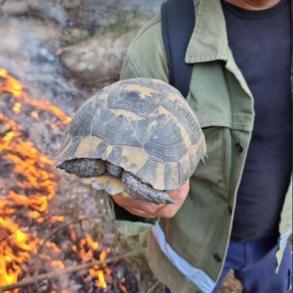 Пожарникари от РСПБЗН Пазарджик спасиха костенурка опитваща се да се изплъзне