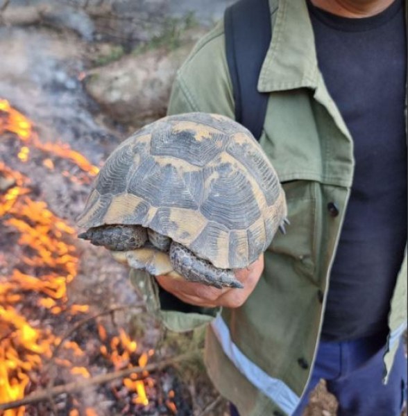 Пожарникари спасиха костенурка от пламъците край Пазарджик