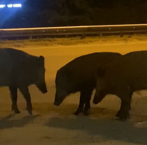 Три прасета се разходиха по Околовръстното в София ВИДЕО