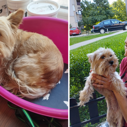 Кученцето което беше зверски малтретирано във Враца никога не е