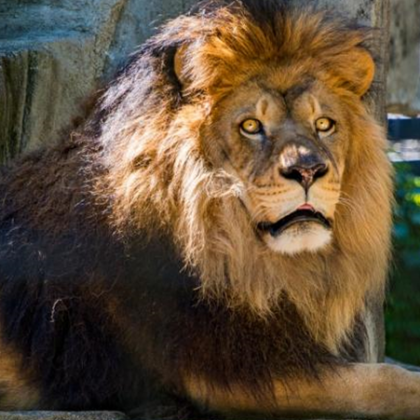 Фалшива новина за избягал лъв притесни жителите на кочериновското село