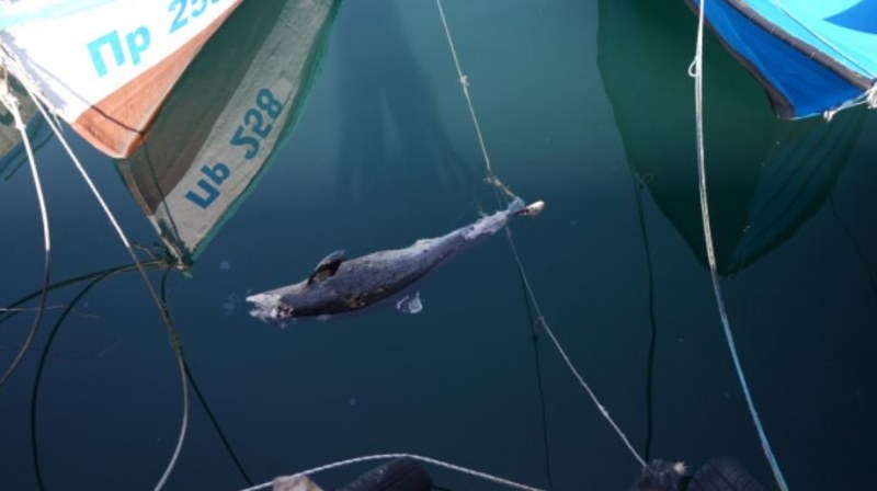Все повече мъртви делфини изплуват по крайбрежието ни