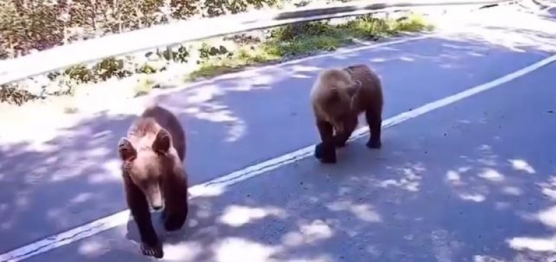 Моторист срещна две мечки и... Никога не правете това! ВИДЕО