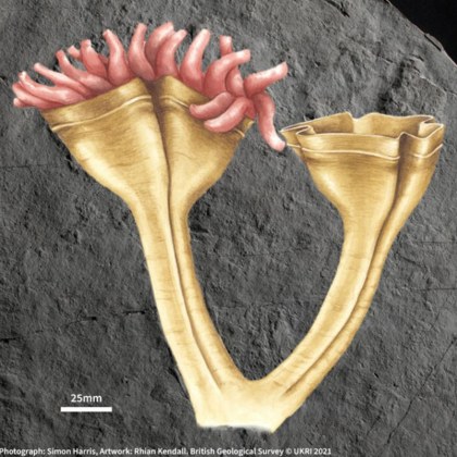 Вкаменелост от най древния хищник на планетата беше намерена във Великобритания