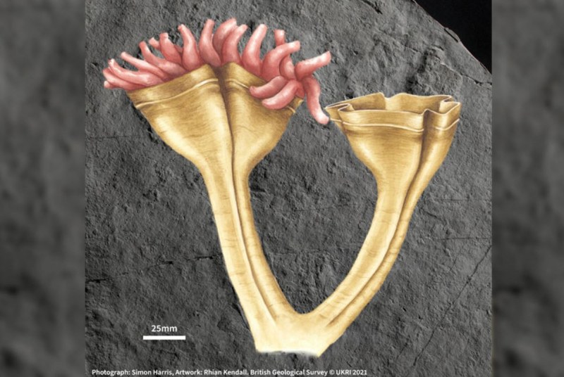 Намериха вкаменелост от най-древния хищник на планетата