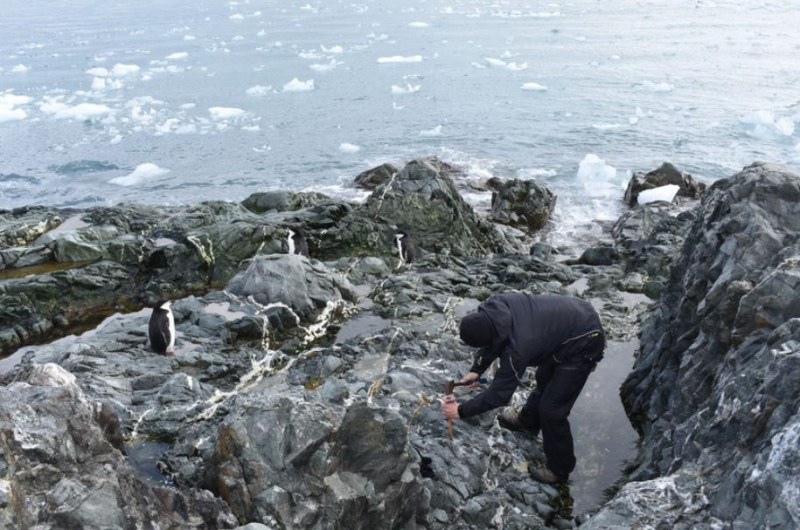 Български учен откри злато на най-неочакваното място на Антарктида