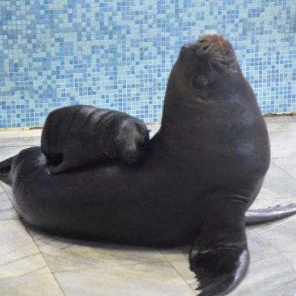 Във Варненския делфинариум се роди тюленче Бебето е здраво и
