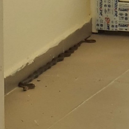 Змия се намърда във вход на блок в Кърджали Влечугото
