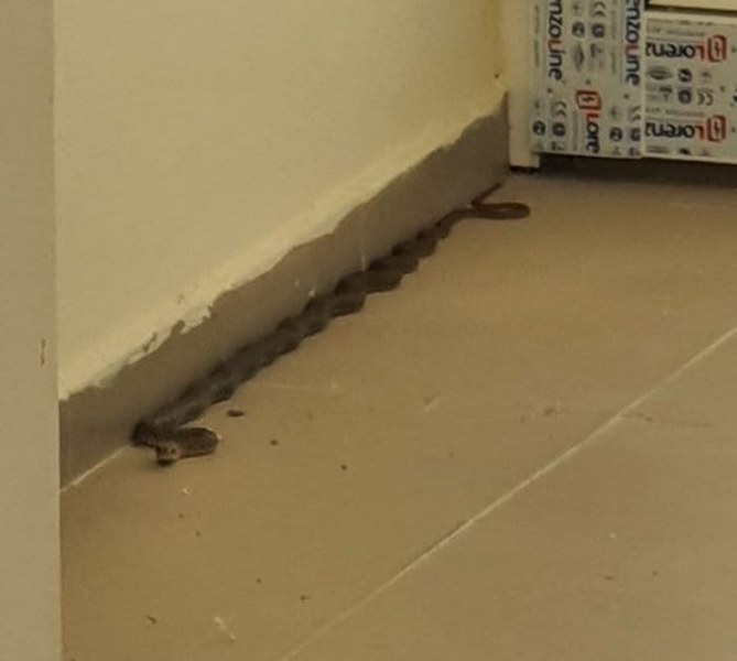 Змия се намърда във вход на блок в Кърджали. Влечугото
