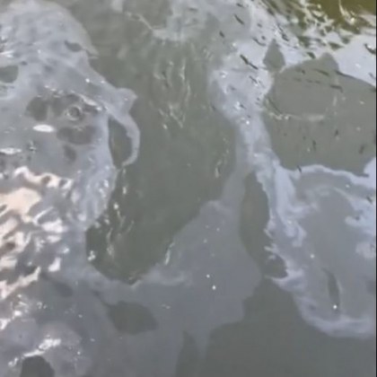 Белезникави петна които плуват във водите на езерото Панчарево На
