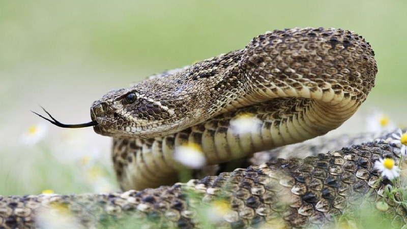 Гърмящите змии - единствените доволни от климатичните промени
