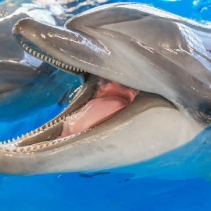 Притеснителна статистика показва голям брой мъртви делфини по Северното Черноморие