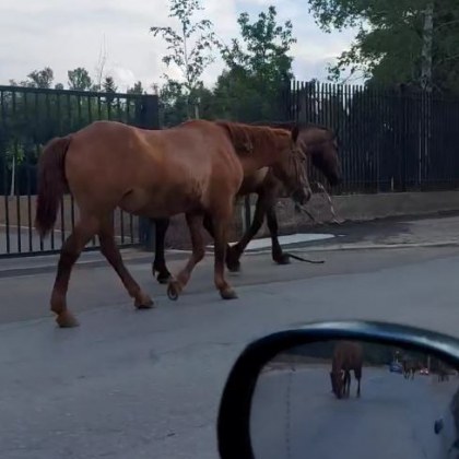 Цяло стадо коне изненада жителите на София в квартал Горубляне Необичайната