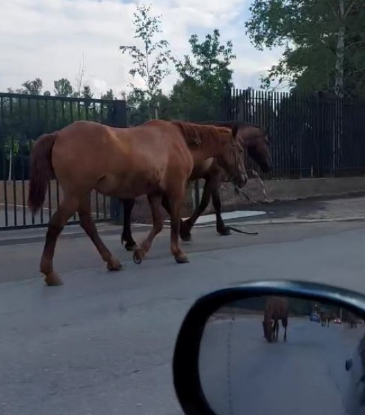 Стадо коне се разходи по софийските улици СНИМКИ