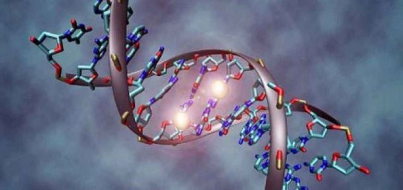 Германски учени откриха ген, който намалява с 35 процента риска