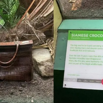 Чанта от крокодилска кожа стана атракция в Лондонския зоопарк Снимката е изложена
