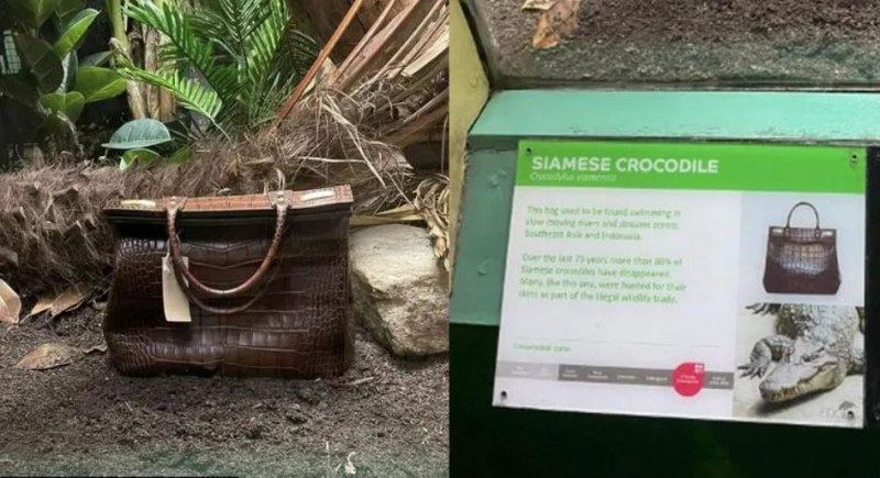 Чанта от крокодилска кожа стана атракция в Лондонския зоопарк.Снимката е