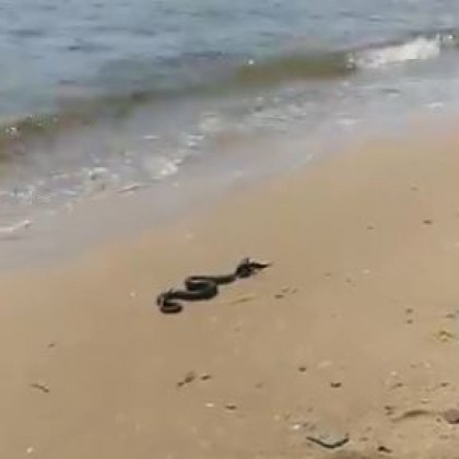 Огромна змия изпълзя на български плаж Влечугото е заснето на