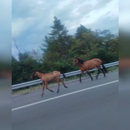 Коне без надзор на АМ