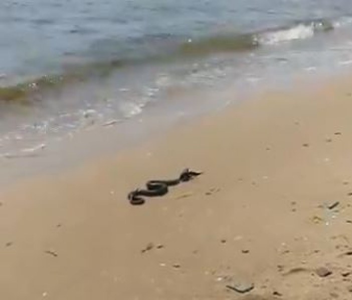 Огромна змия изпълзя на плаж в Свети Влас СНИМКА