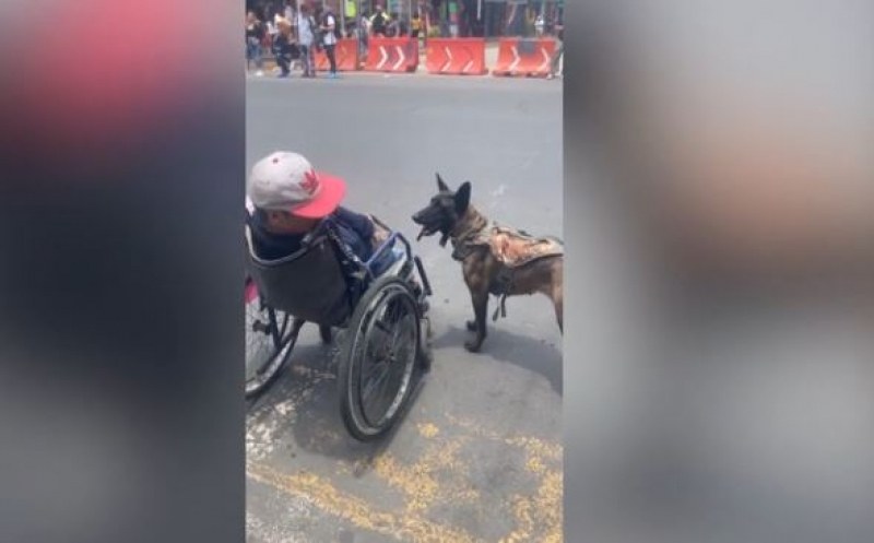 Куче помага на парализирания си стопанин, бутайки количката му ВИДЕО