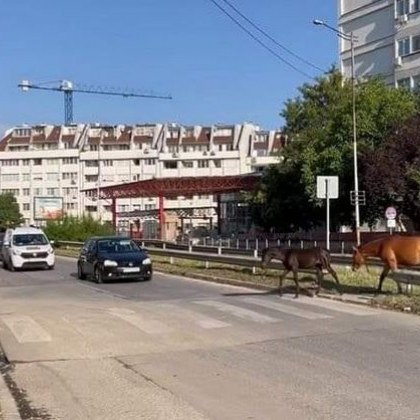 Умни коне припкат из улиците на София, пресичат на 