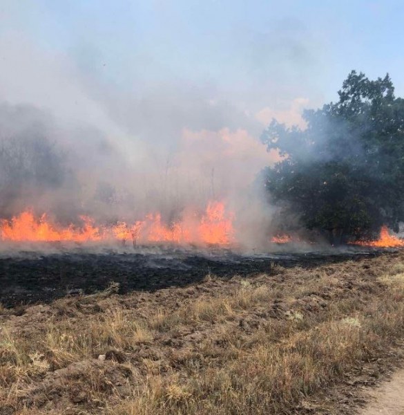 Нов пожар на територията на Пазарджишка област. Пожарът е възникнал