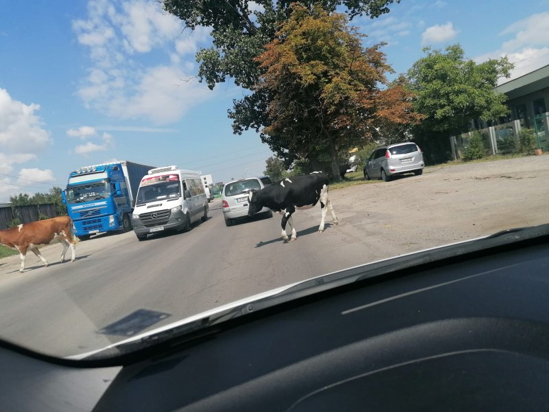 Крави препречват движението по натоварен път в София СНИМКА