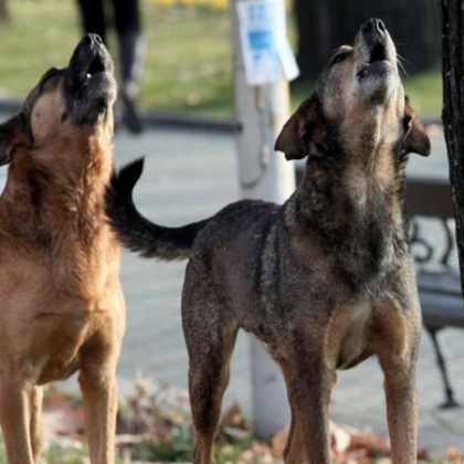 Бездомни кучета огласят Военното градче в Карлово Жител на Карлово