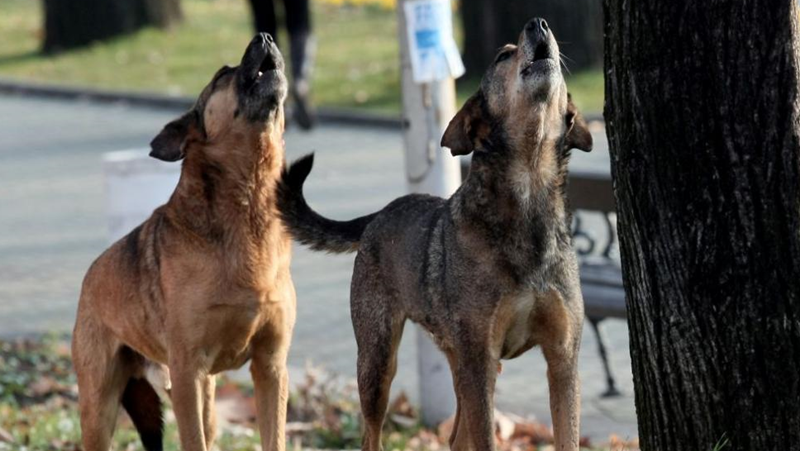 Бездомни кучета огласят Военното градче в Карлово.Жител на Карлово алармира