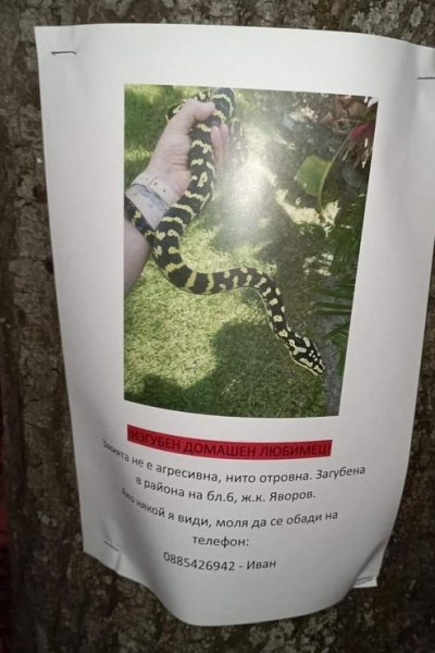 Домашна змия изчезна в София, издирват я СНИМКА