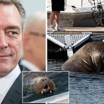 Смъртни заплахи след евтаназията на моржа Фрея