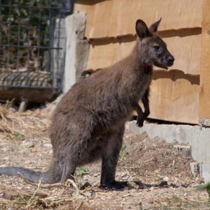 Зоопаркът в Стара Загора стана дом на двойка кенгуру Белият мъжки