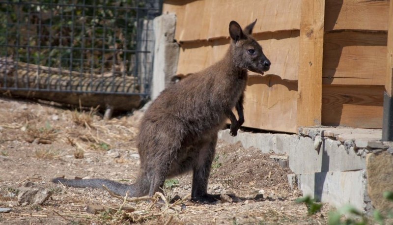 Зоопаркът в Стара Загора стана дом на двойка кенгуру.Белият мъжки