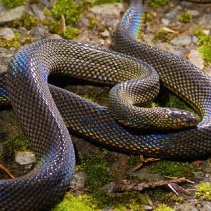 Домашен питон избяга в столичния квартал Яворов а търсенето му