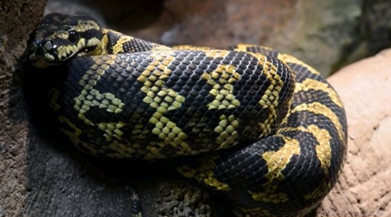 Собственикът на избягалата змия в София: Дружелюбна е