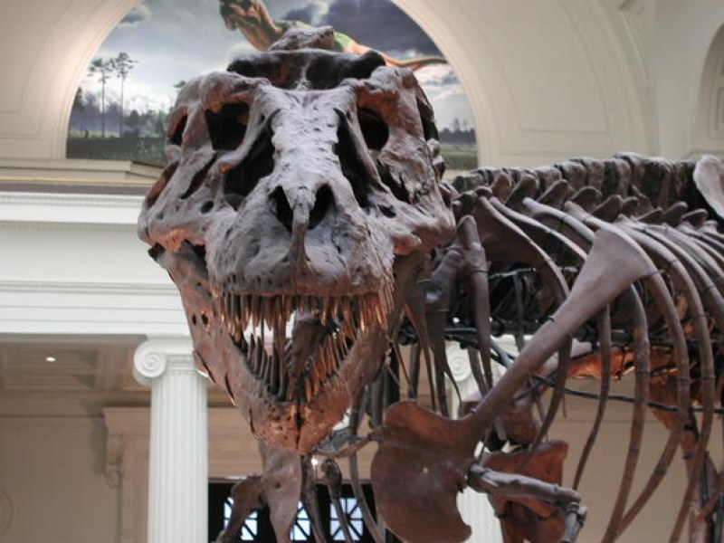 Намериха останки от летящ динозавър до български град