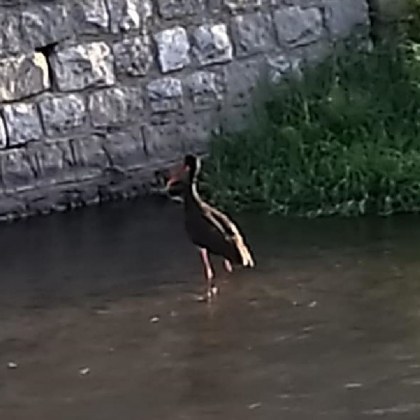 Рядка птица удиви перничани Черен щъркел е забелязан в река