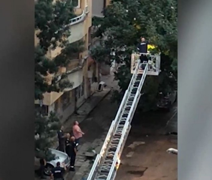 Каква гледка! Пожарникари и полицаи браха пари от дърво в София