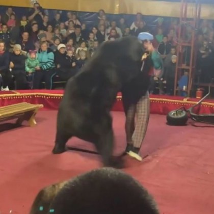Циркова мечка нападна дресьора си Инцидентът станал в руски цирк